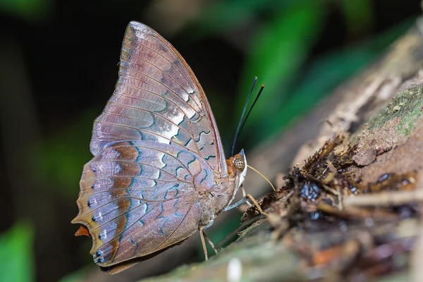 Gelbbrauner Rajah-Schmetterling — Stockfoto