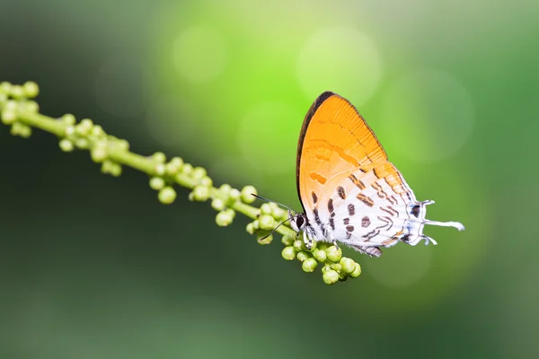 Común mariposa Posy — Foto de Stock