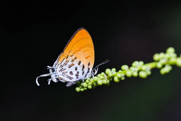 Обыкновенная бабочка Пози — стоковое фото