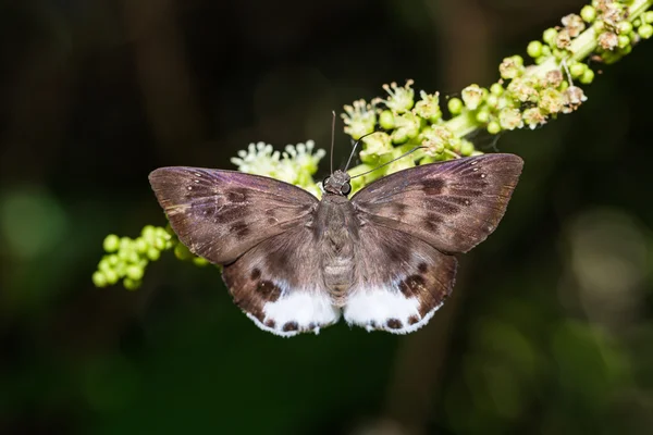 Płaski motyl duży śnieg — Zdjęcie stockowe