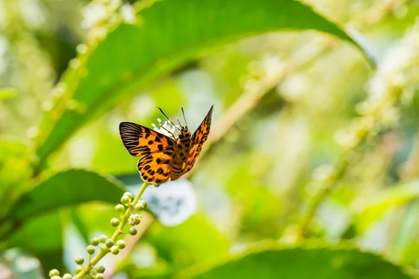 Zigzag platte vlinder — Stockfoto