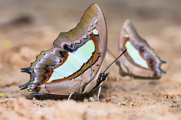 Mariposas comunes de Nawab — Foto de Stock