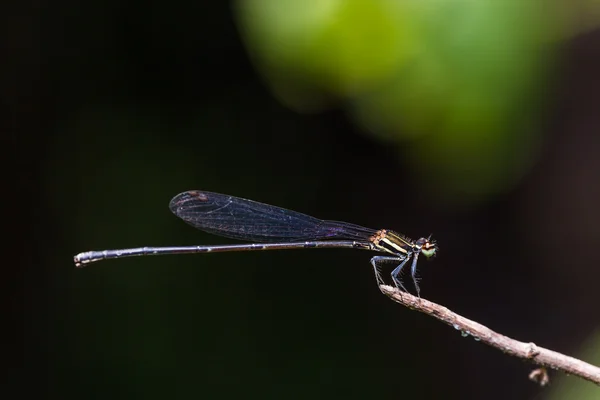 Чёрная трёххвостая муха — стоковое фото