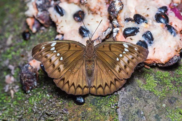 Naprzemienne markiz motyl — Zdjęcie stockowe