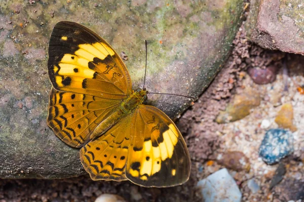 Papillon rustique — Photo