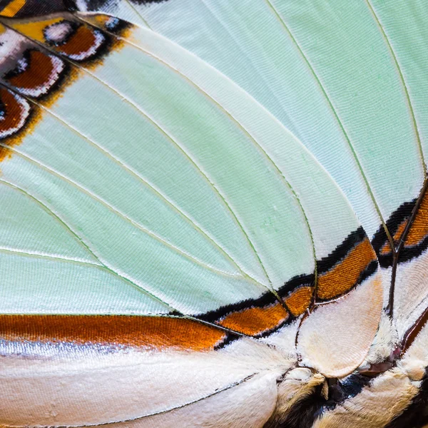 Текстура крыльев бабочки — стоковое фото