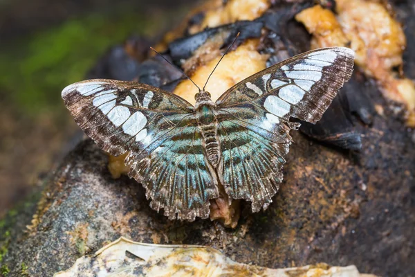 Eski clipper kelebek — Stok fotoğraf