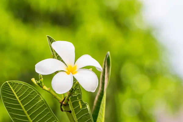 Frangipani flower — Stock Photo, Image