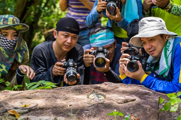 Schmetterlinge Makrofotografie — Stockfoto