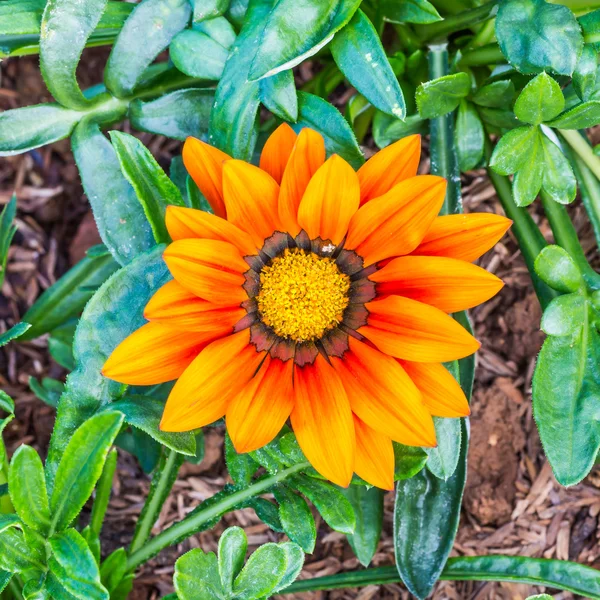 Orange Gazania splendens flower — Stock Photo, Image