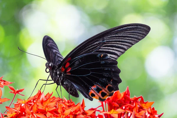 Grande borboleta mórmon — Fotografia de Stock