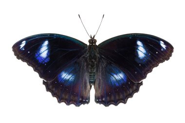 büyük eggfly kelebek