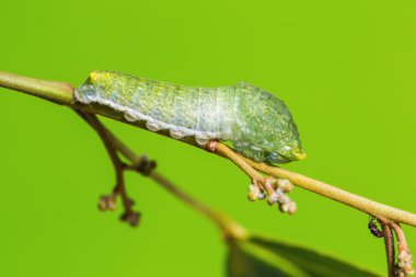 Paris tavuskuşu tırtıl