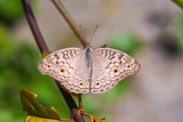 Harmaa Pansy perhonen — kuvapankkivalokuva