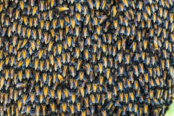 Giant honey bees — Stock Photo, Image