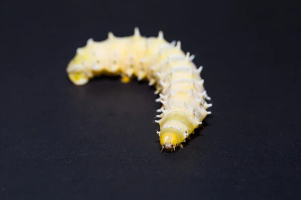 ERI silkmoth caterpillar — Stock Fotó