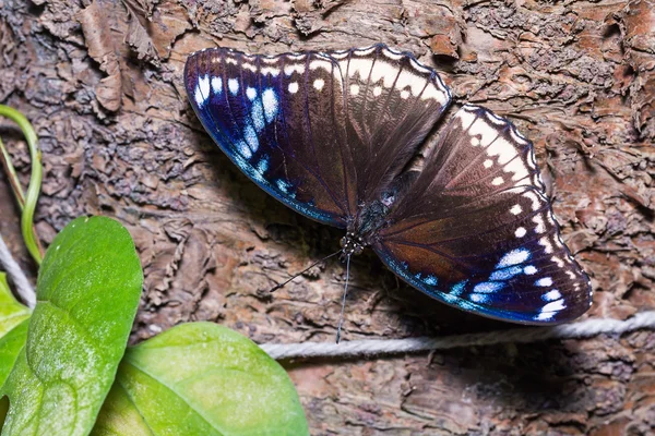 Wielki eggfly motyl — Zdjęcie stockowe