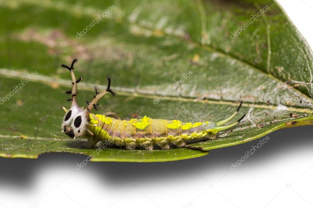 Common Pasha caterpillar