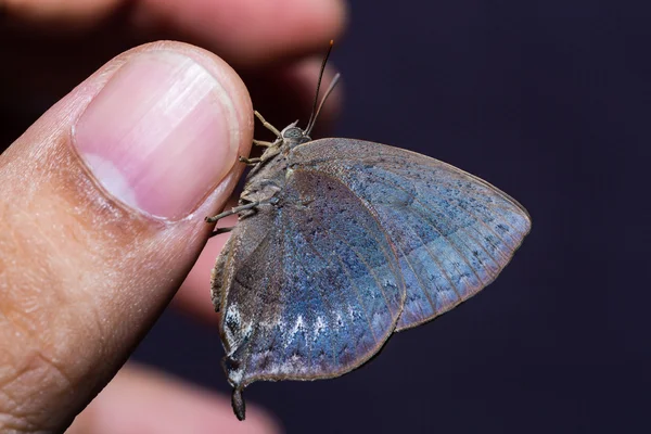 Hoja púrpura mariposa azul —  Fotos de Stock