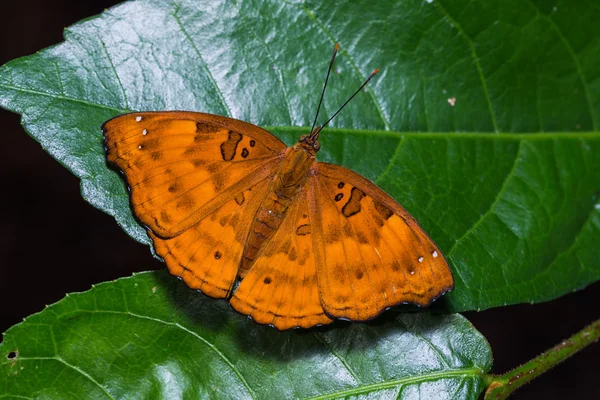 Príncipe preto borboleta — Fotografia de Stock