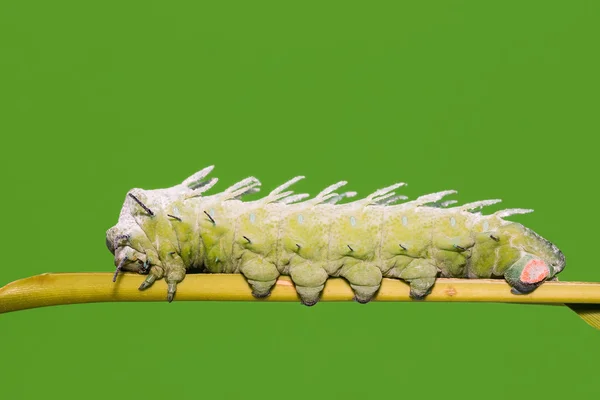 Атласская гусеница — стоковое фото