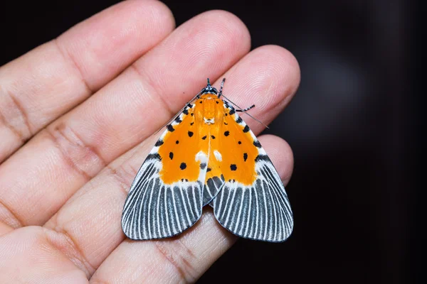 Polilla peridroma orbicularis — Foto de Stock