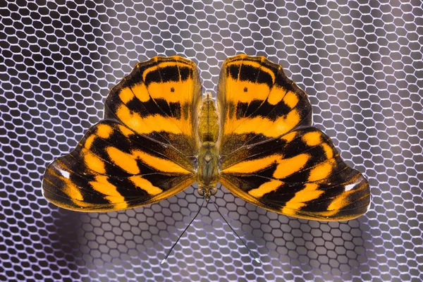 Mariposa común de Pasha — Foto de Stock