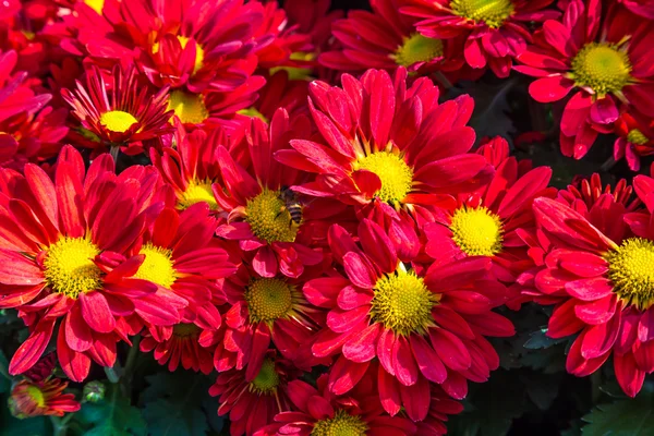 Red Chrysanthemums flowers — Stock Photo, Image