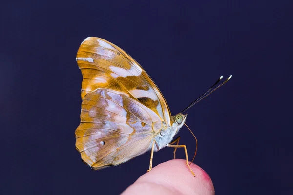 Borboleta comum pasha — Fotografia de Stock