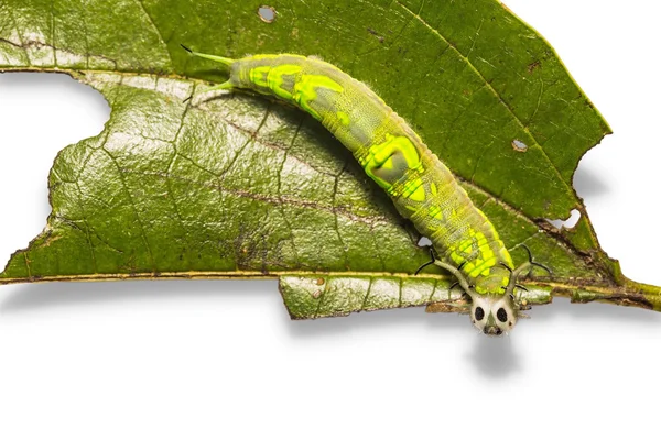 Common Pasha caterpillar — Stock Photo, Image