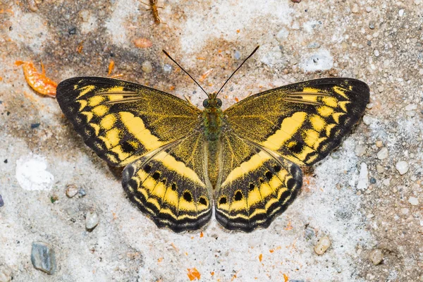 Pequeña mariposa Banded Yeoman —  Fotos de Stock