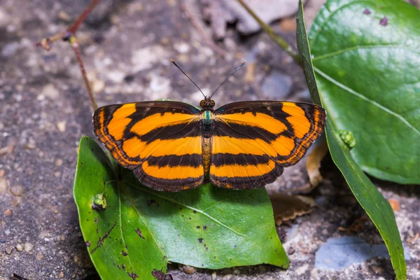 Mariposa Lascar común — Foto de Stock