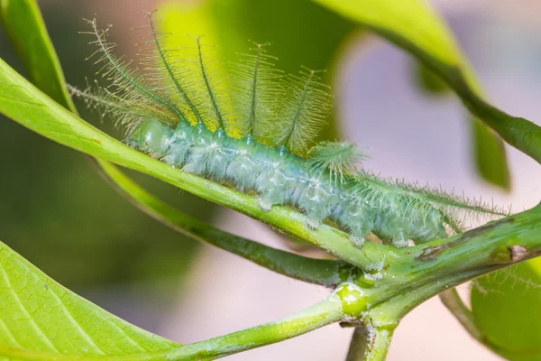 Oruga de barón de mango —  Fotos de Stock