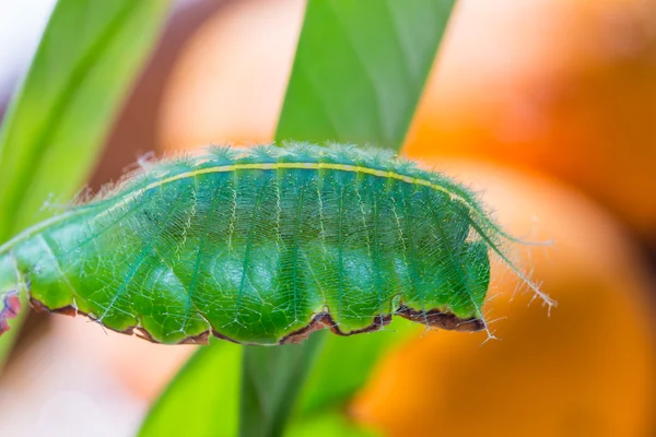 Mango Baron caterpillar — Stockfoto