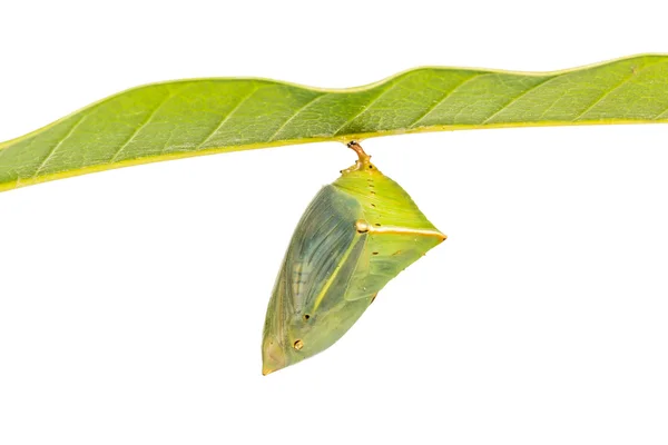 Mango Barón pupa — Foto de Stock