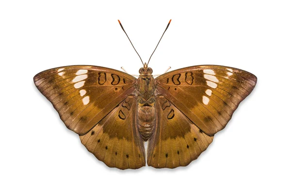 Papillon baron mangue — Photo