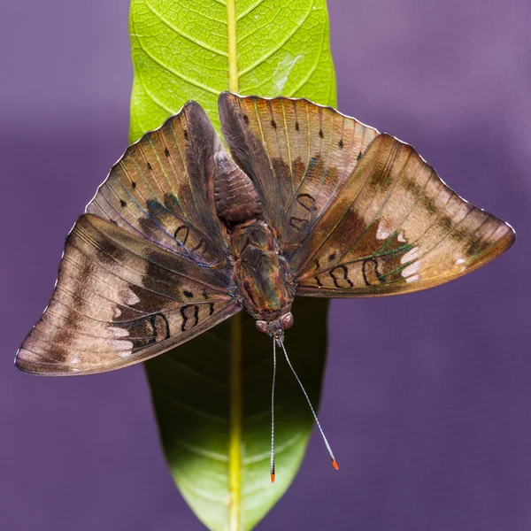 Mango Barón mariposa — Foto de Stock