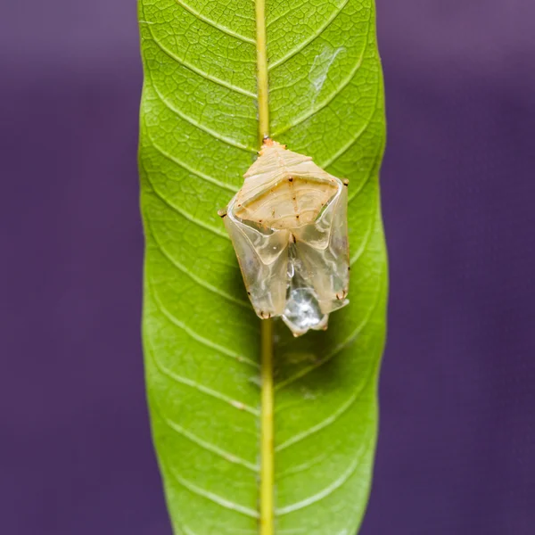 Mango Baron pupal case — Stock Photo, Image