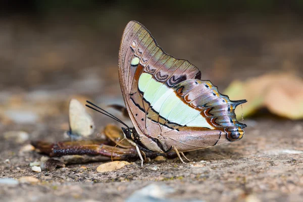 Mariposa común de Nawab — Foto de Stock