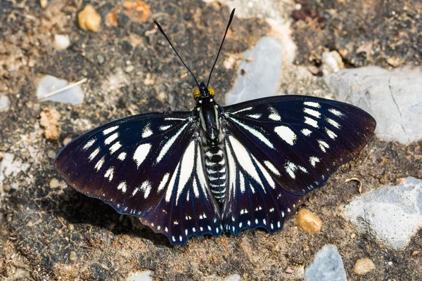Farfalla cortigiana — Foto Stock