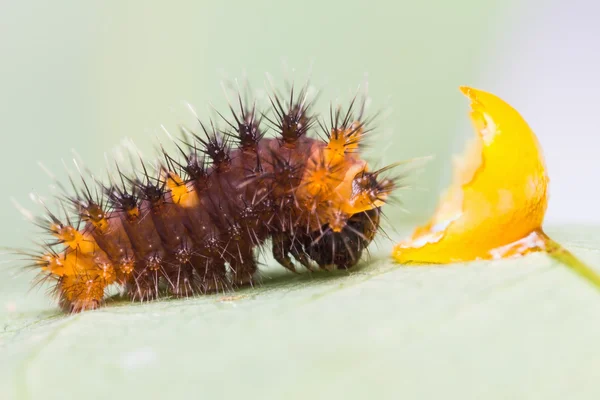 Omida Golden Birdwing — Fotografie, imagine de stoc