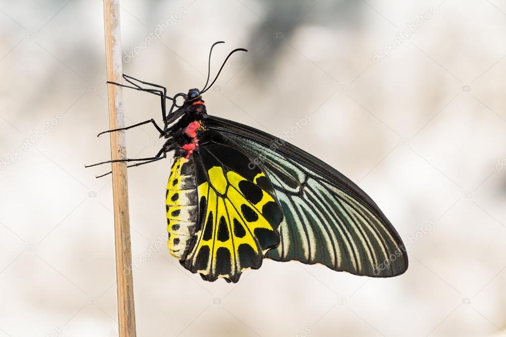 Golden birdwing butterfly
