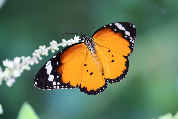 Plain tiger butterfly — Stock Photo, Image