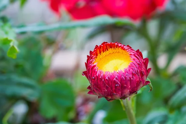 Flor de palha vermelha — Fotografia de Stock
