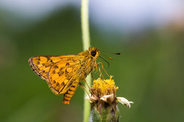 Farfalla dardo — Foto Stock