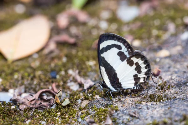 Pierrot mariposa recta — Foto de Stock