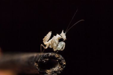 Tek boynuzlu at Mantis