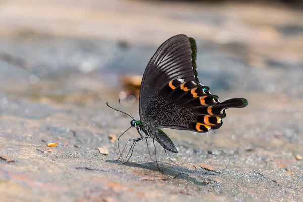 Mariposa del pavo real de París — Foto de Stock