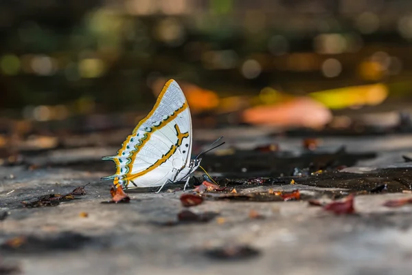 Great nawab butterfly — Stock Photo, Image