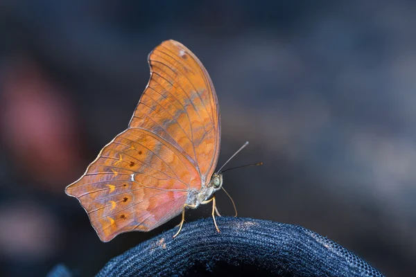 Gran mariposa asiria —  Fotos de Stock